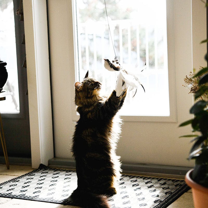 🐱2 KAUFEN, VERSANDKOSTENFREI❤️Interaktives Vogel-Simulations-Katzenspielzeug-Set