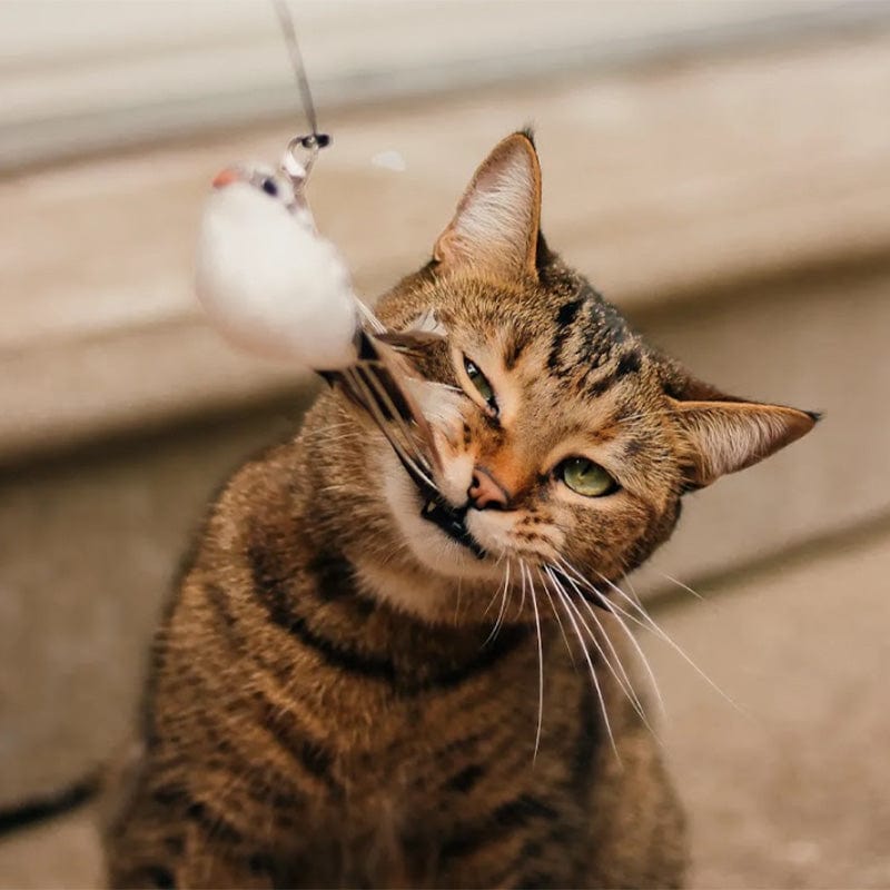 🐱2 KAUFEN, VERSANDKOSTENFREI❤️Interaktives Vogel-Simulations-Katzenspielzeug-Set